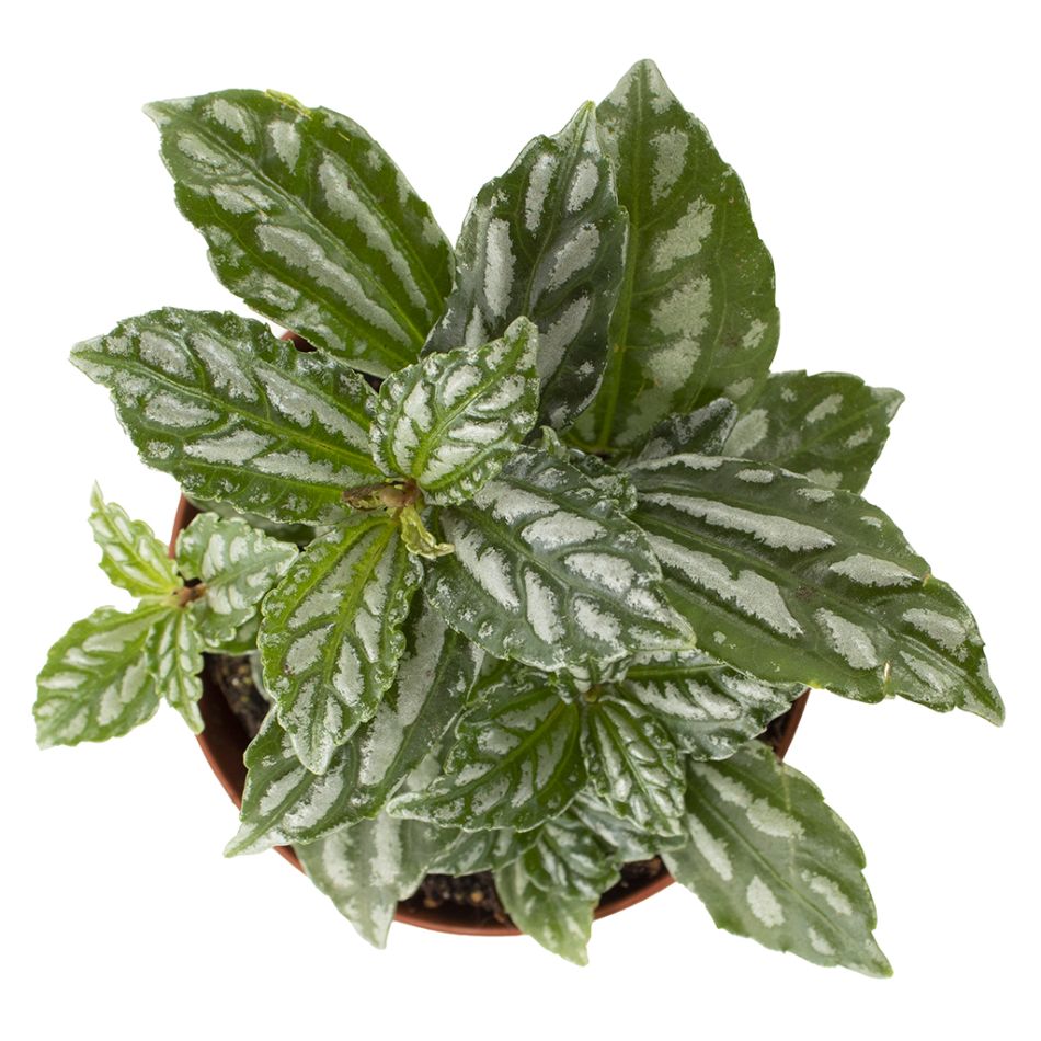 Pilea Cadierei