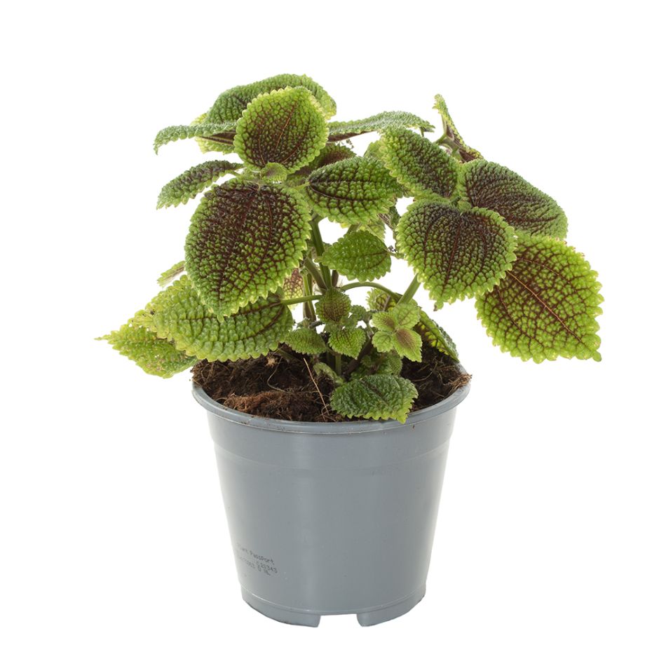 Pilea involucrata