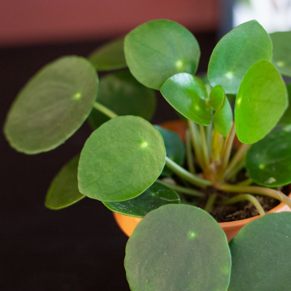 Pilea-Peperomioides-12-cm-3