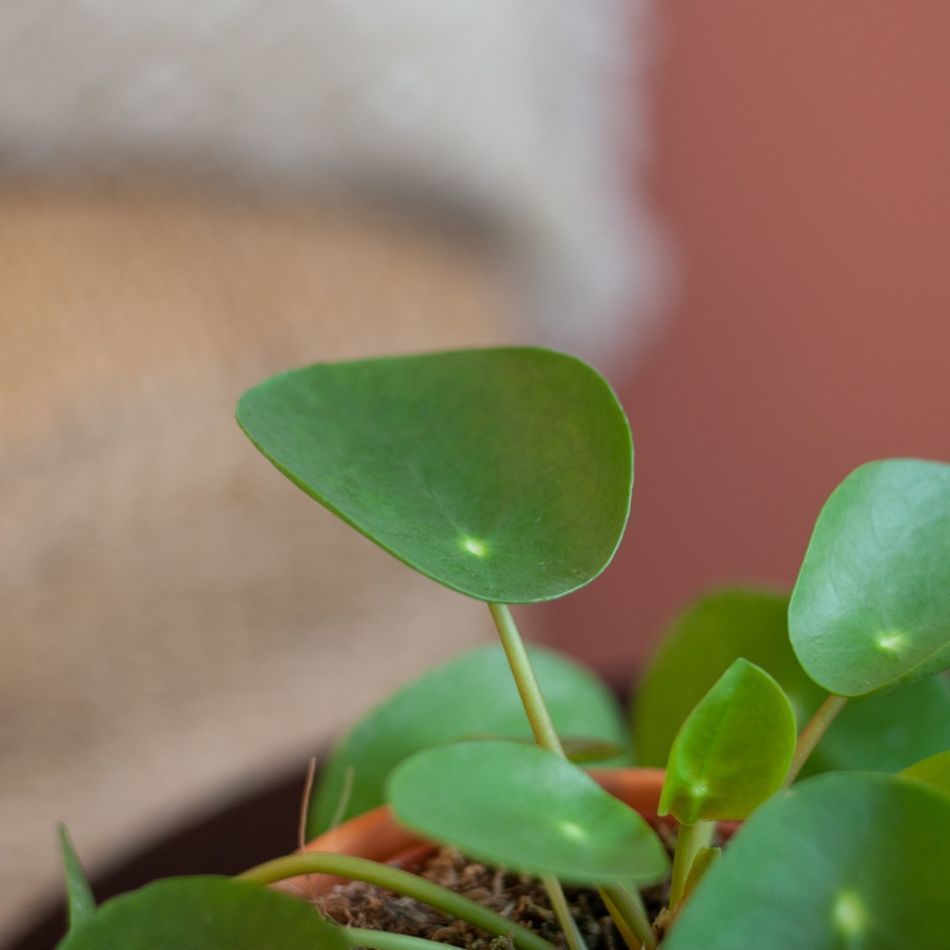 Pilea-Peperomioides-6-cm-4