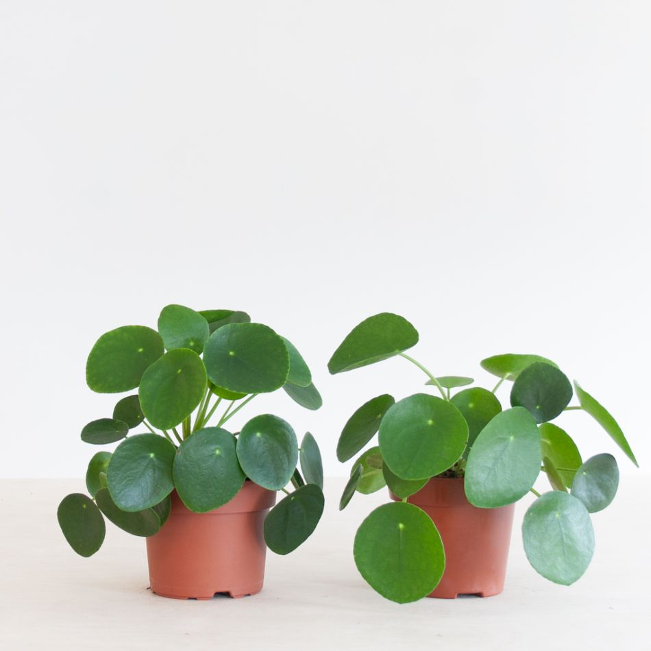 Pilea Peperomioides Duo - P13