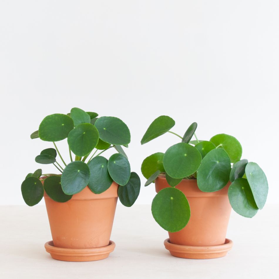 Pilea Peperomioides Duo - P13
