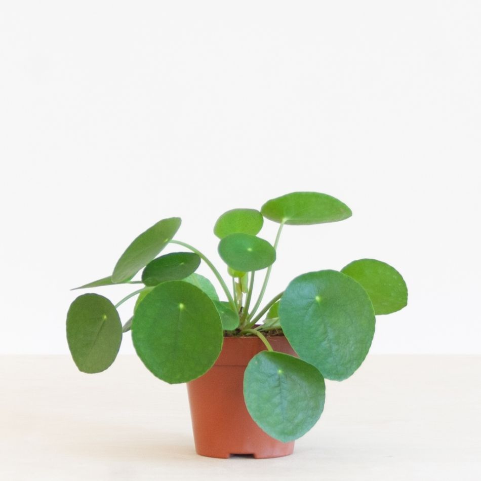Pilea-Peperomioides-p12-1