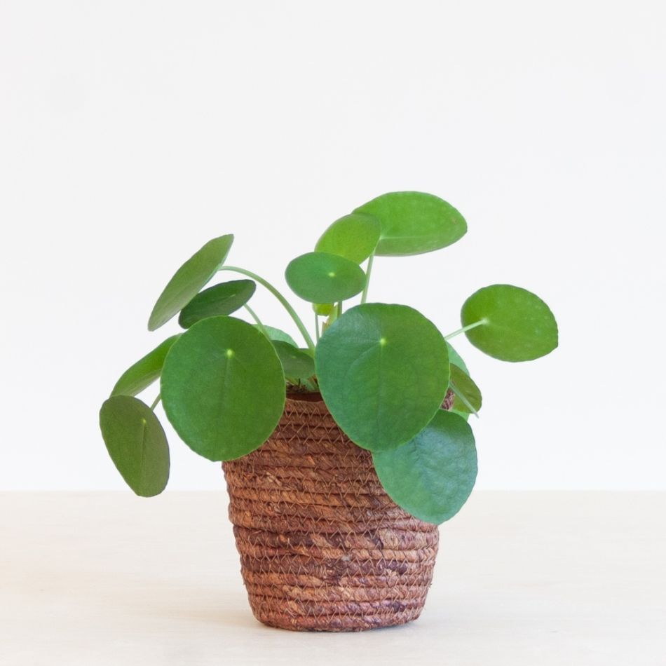 Pilea-Peperomioides-p12-2