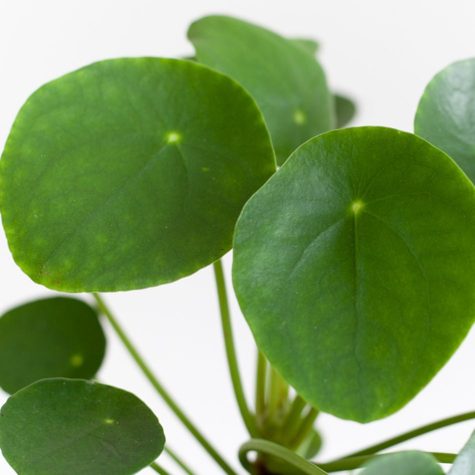 Pilea-Peperomioides-p12-4 1