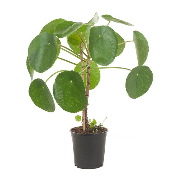 Pannenkoekplant op stam