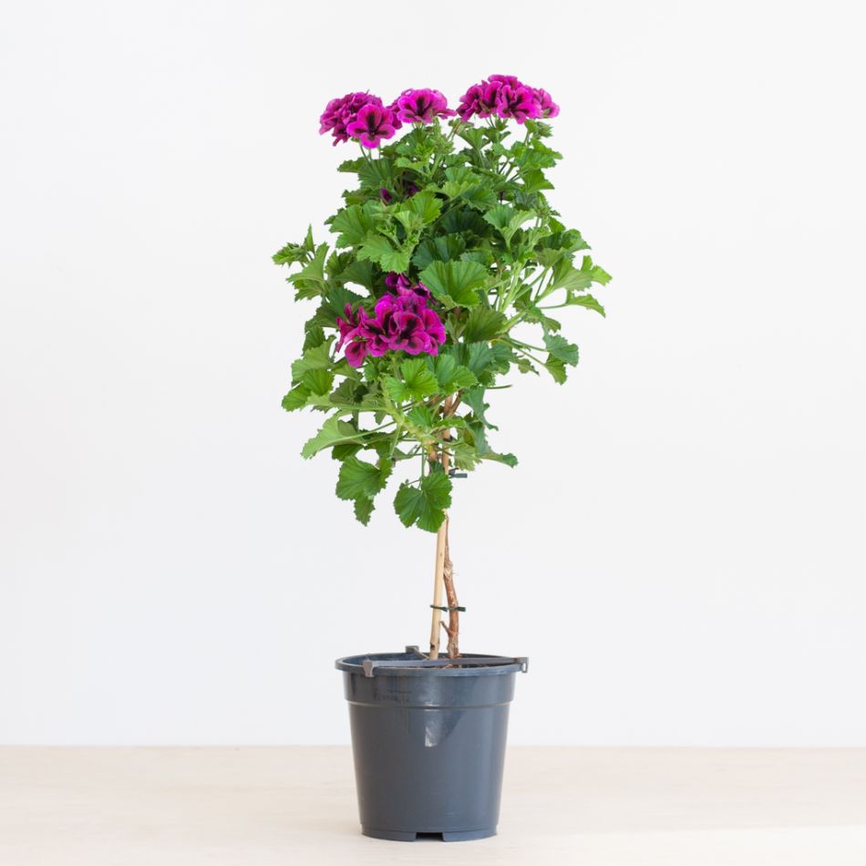 Pelargonium op stam - P19