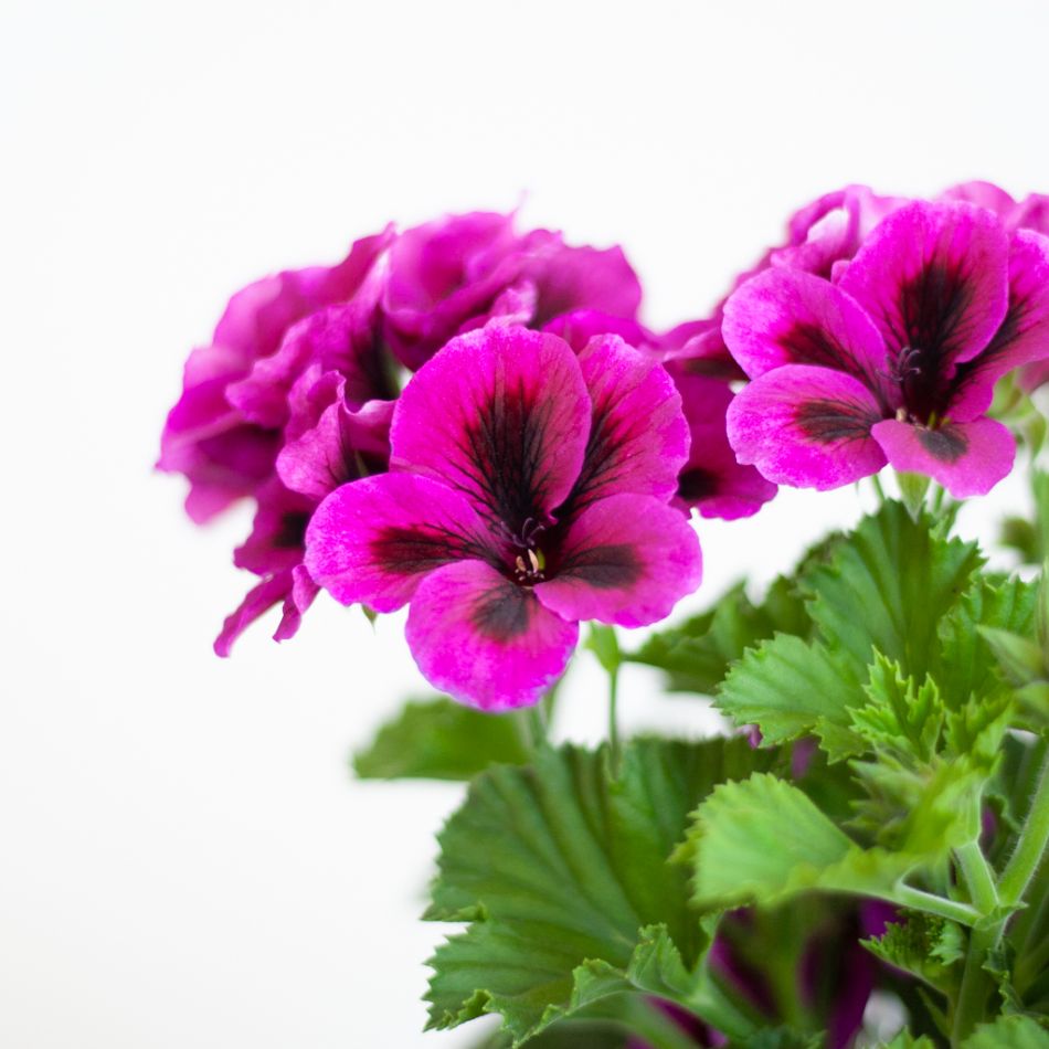 Pelargonium op stam - P19