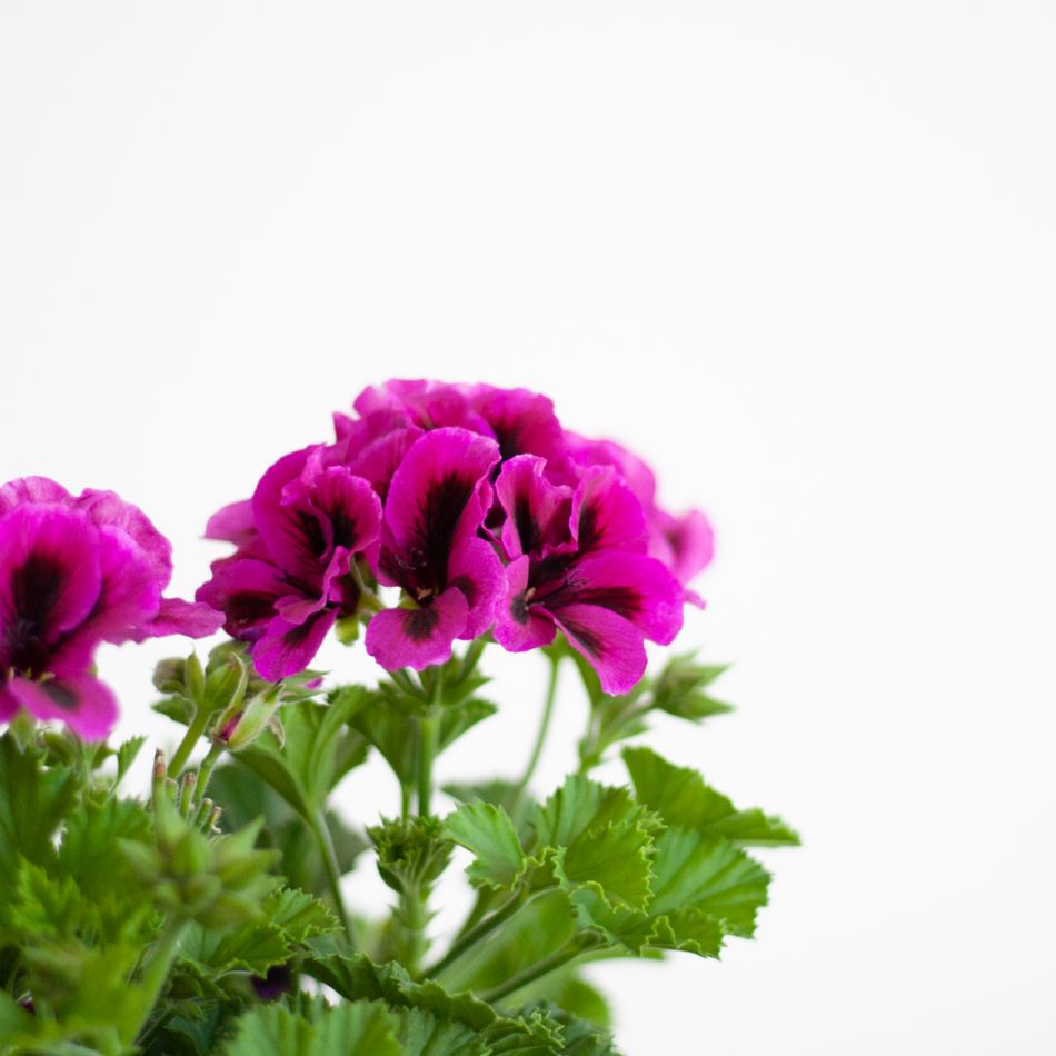 Pelargonium op stam - P19