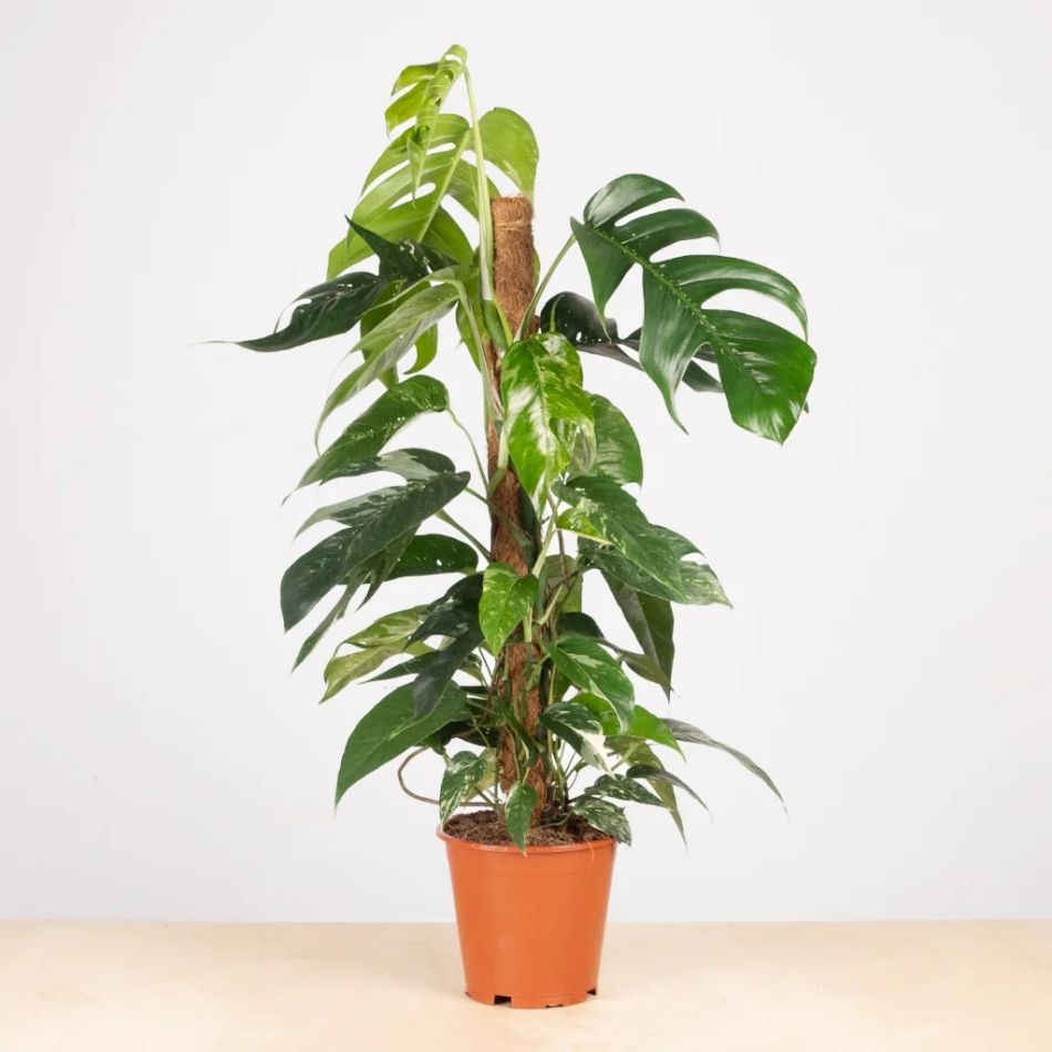 Epipremnum Pinnatum Variegata op mos