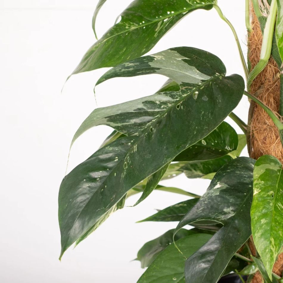 Epipremnum Pinnatum Variegata closeup
