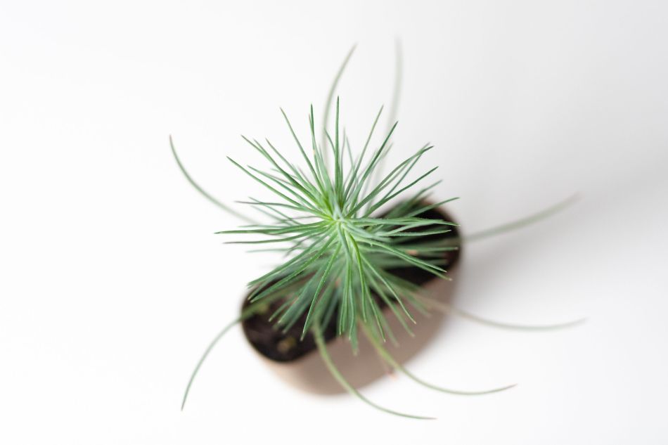 Pinus-Brievenbus-bomen-boompjes-duurzaam-sustainable-groen-cadeau-gift-letterbox-trees-unique-gift-bloompost-28-scaled