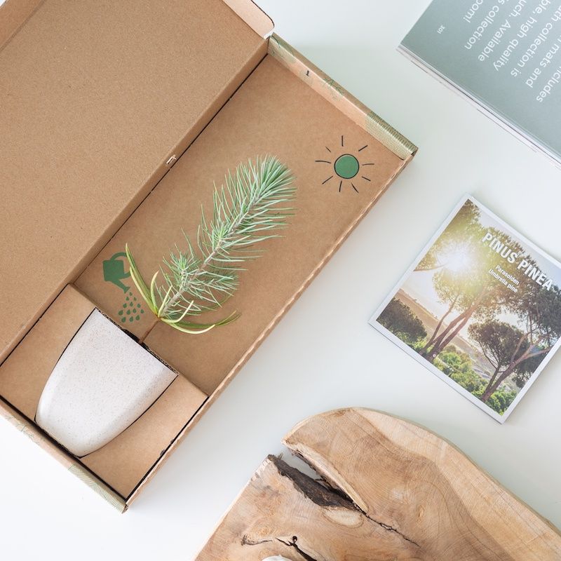 Pinus-pinea-parasolden-umbrella-pine-tree-Brievenbus-bomen-boompjes-duurzaam-sustainable-groen-cadeau-gift-letterbox-trees-unique-gift-bloompost800-4 1