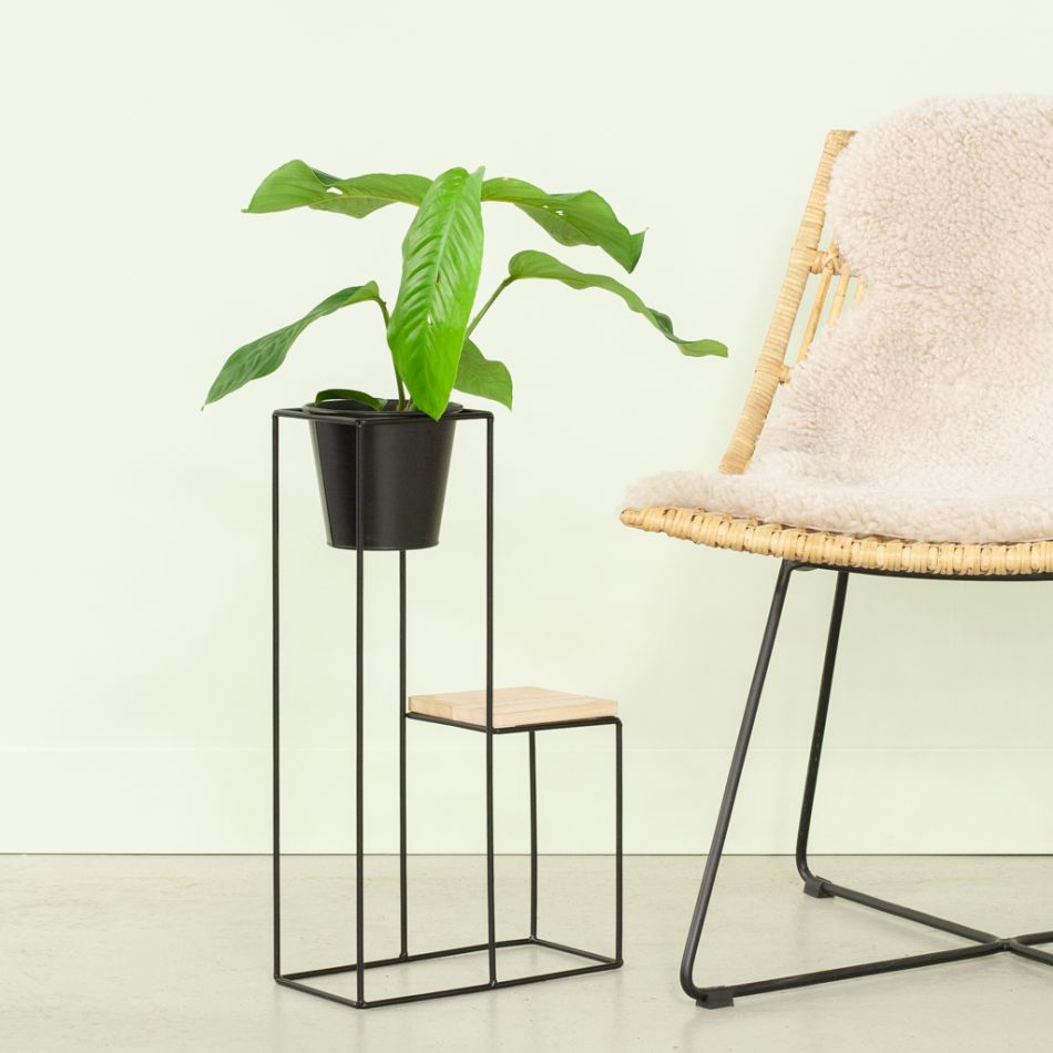 Rhaphidophora Pertusa