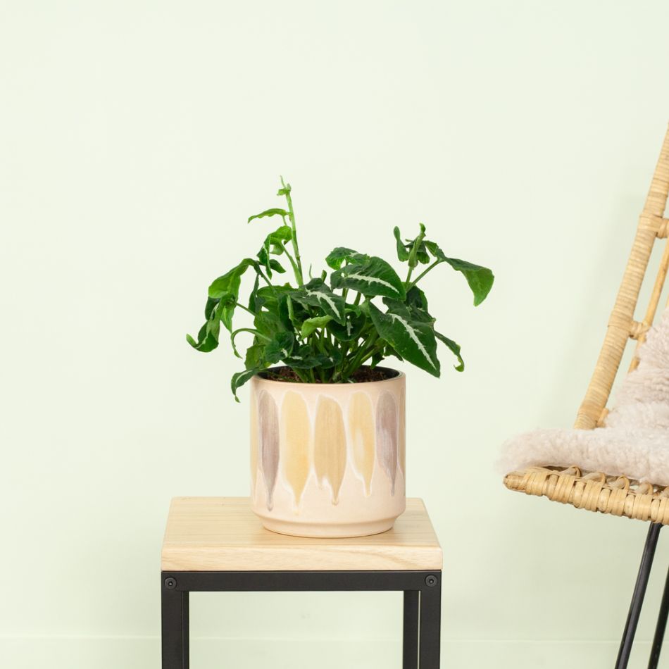 Syngonium Wendlandii