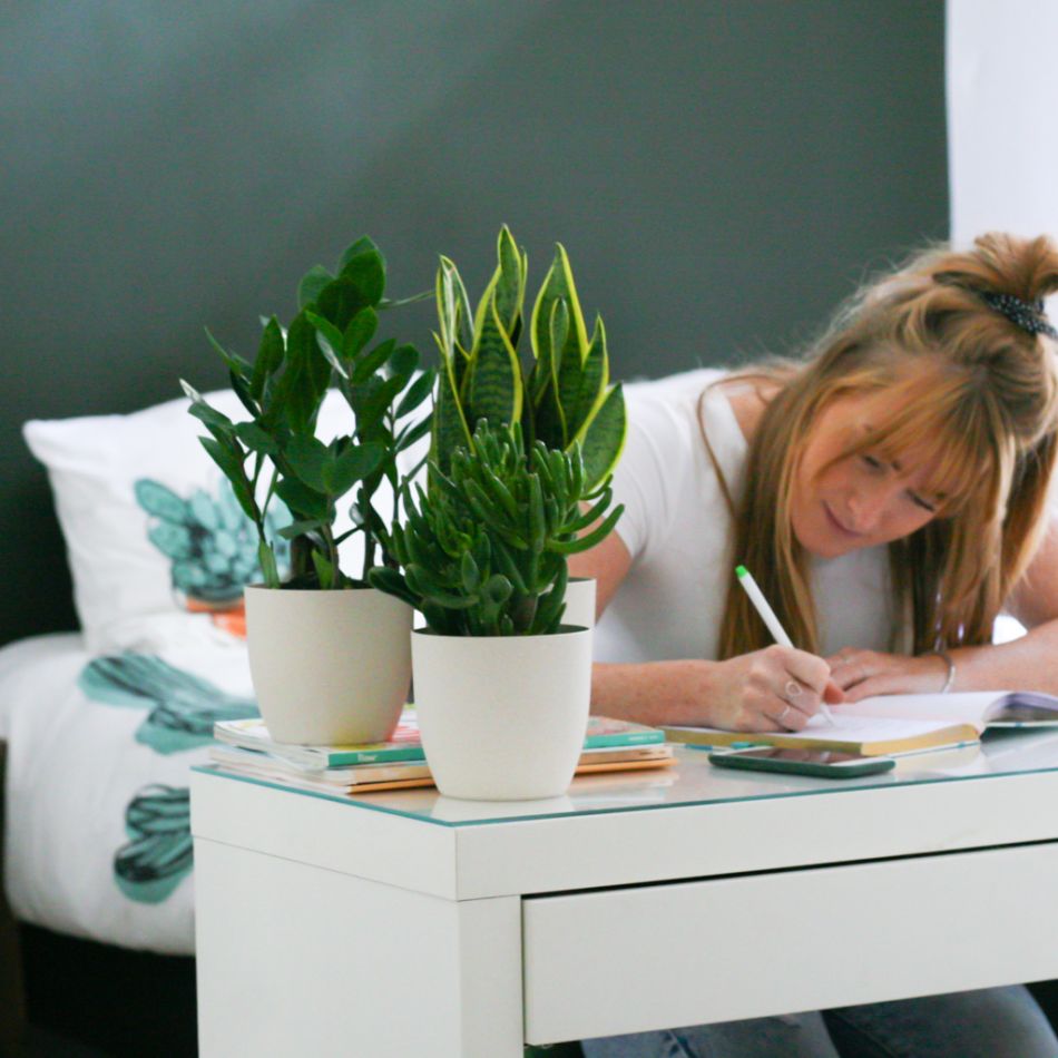 Groene Studentenbox