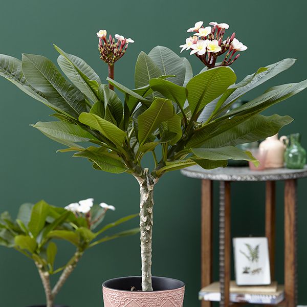 Plumeria