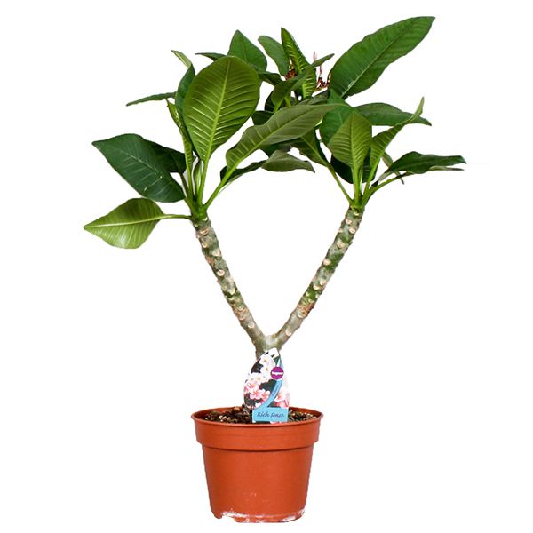 Plumeria Frangipani
