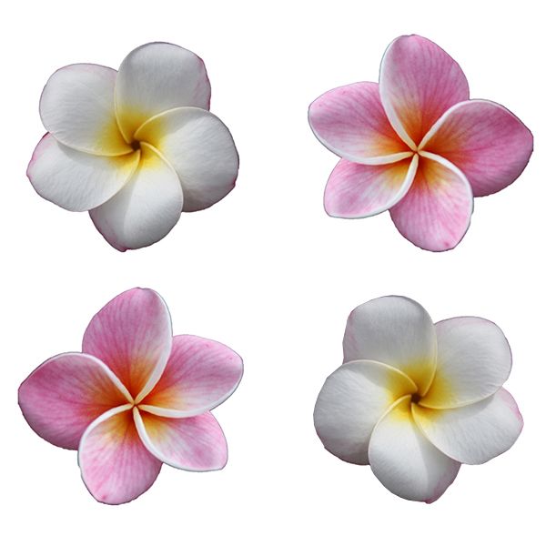 Plumeria