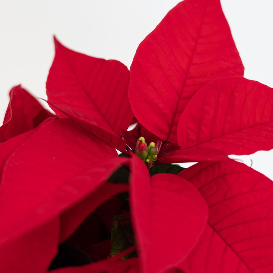 Poinsettia