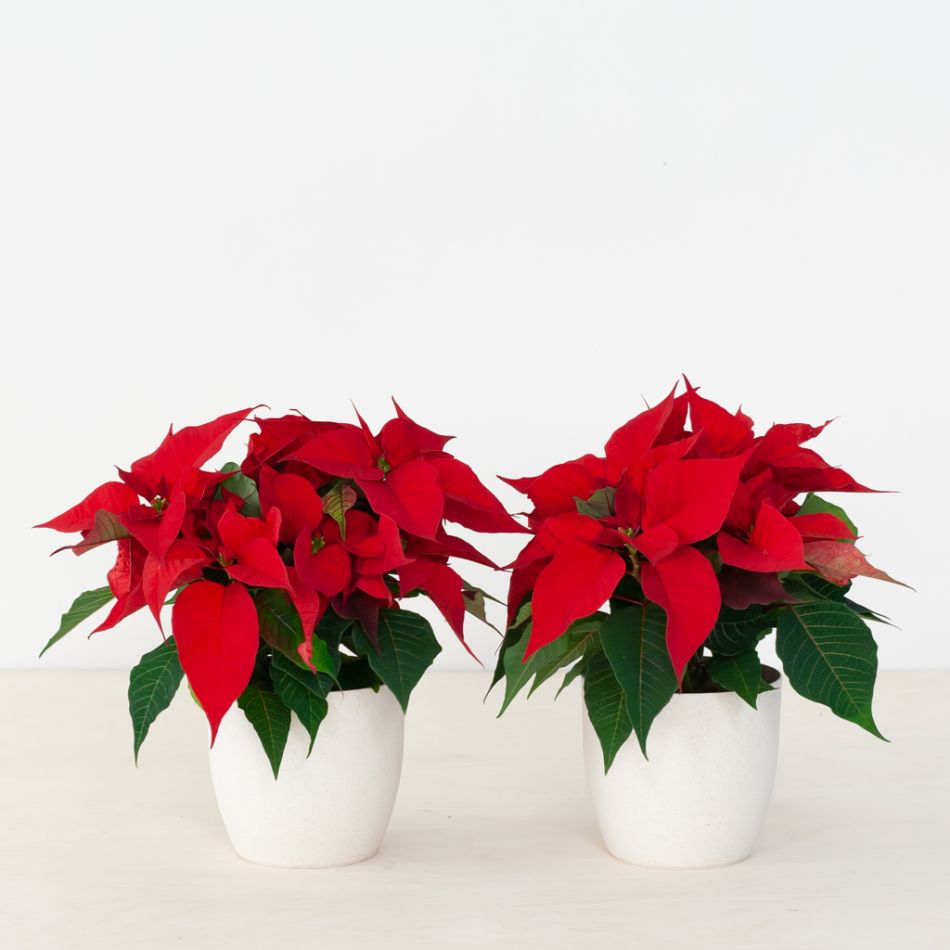 Poinsettia