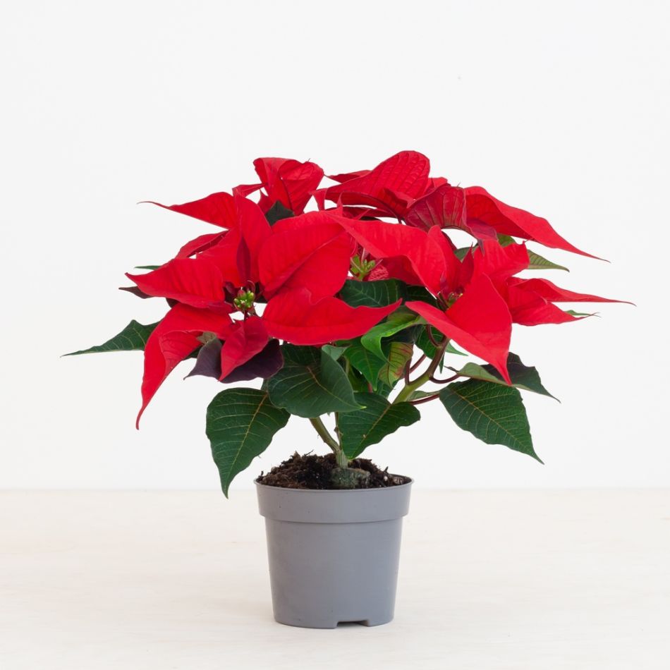 Poinsettia