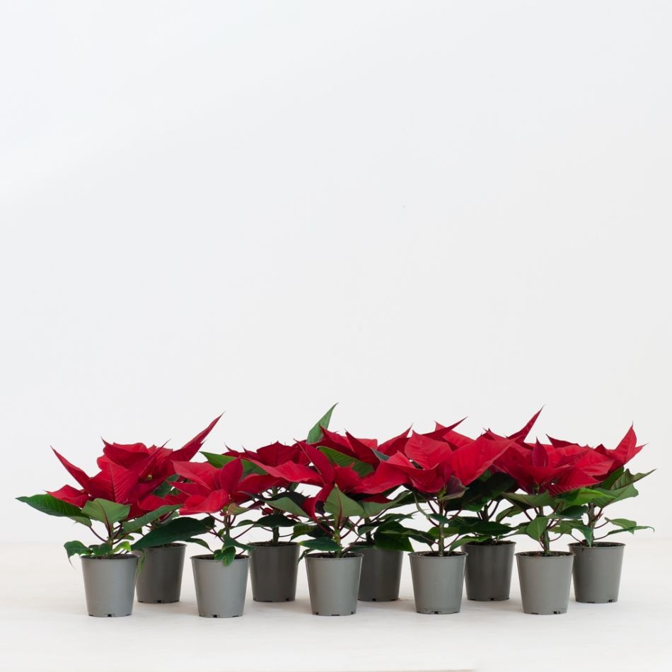 Poinsettia