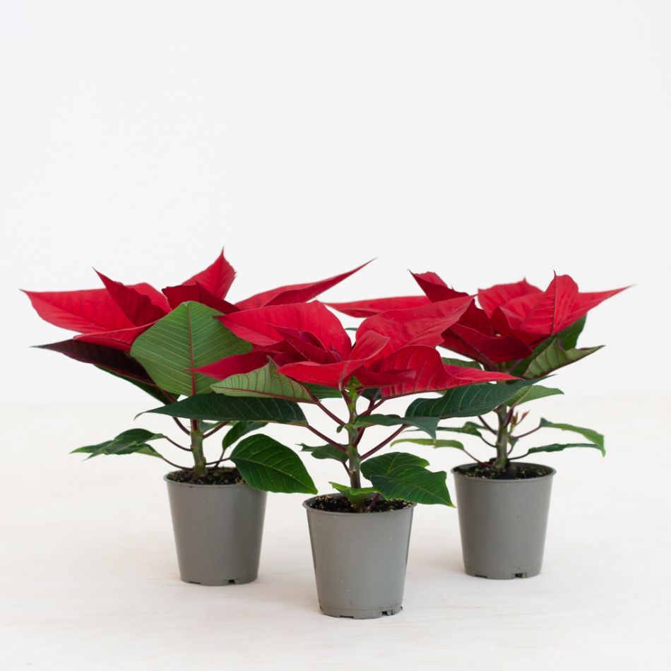 Poinsettia