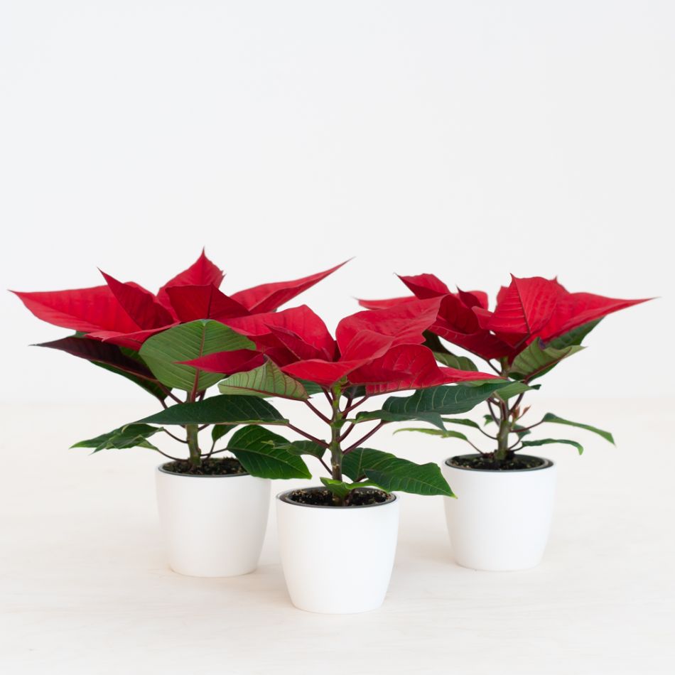 Poinsettia