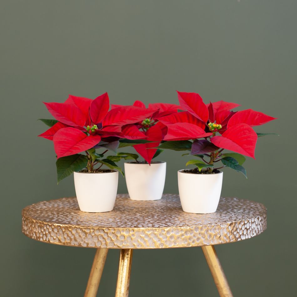 Poinsettia