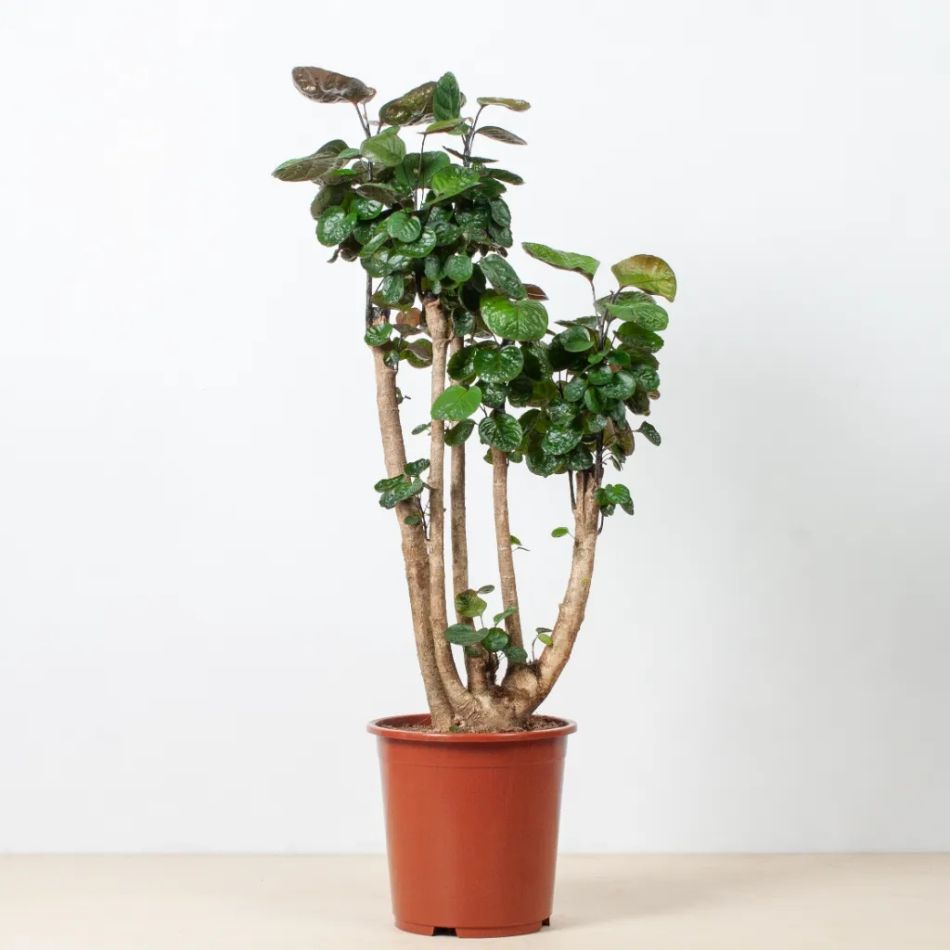 Polyscias Fabian - Aralia - P27