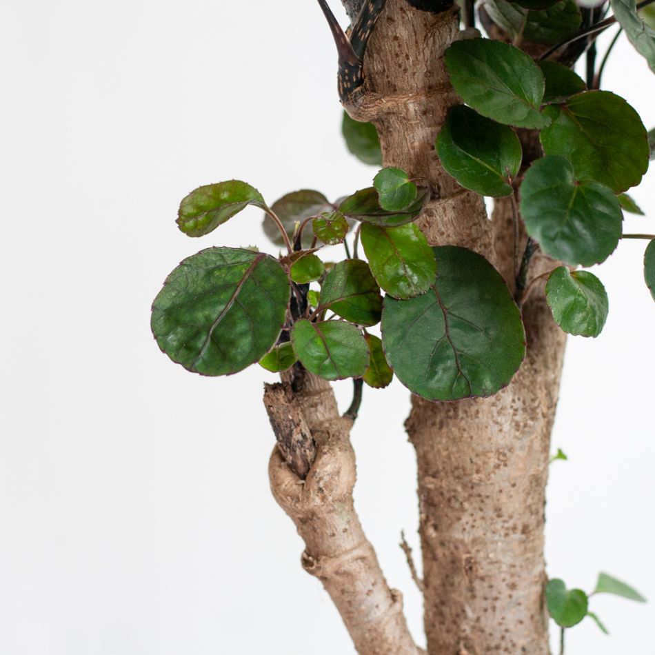 Polyscias Fabian - Aralia - P17