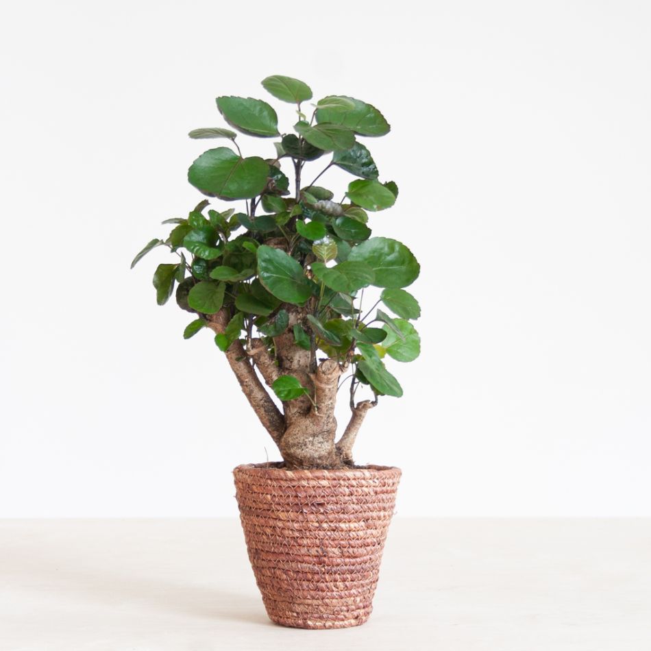 Polyscias Fabian - Aralia - P12