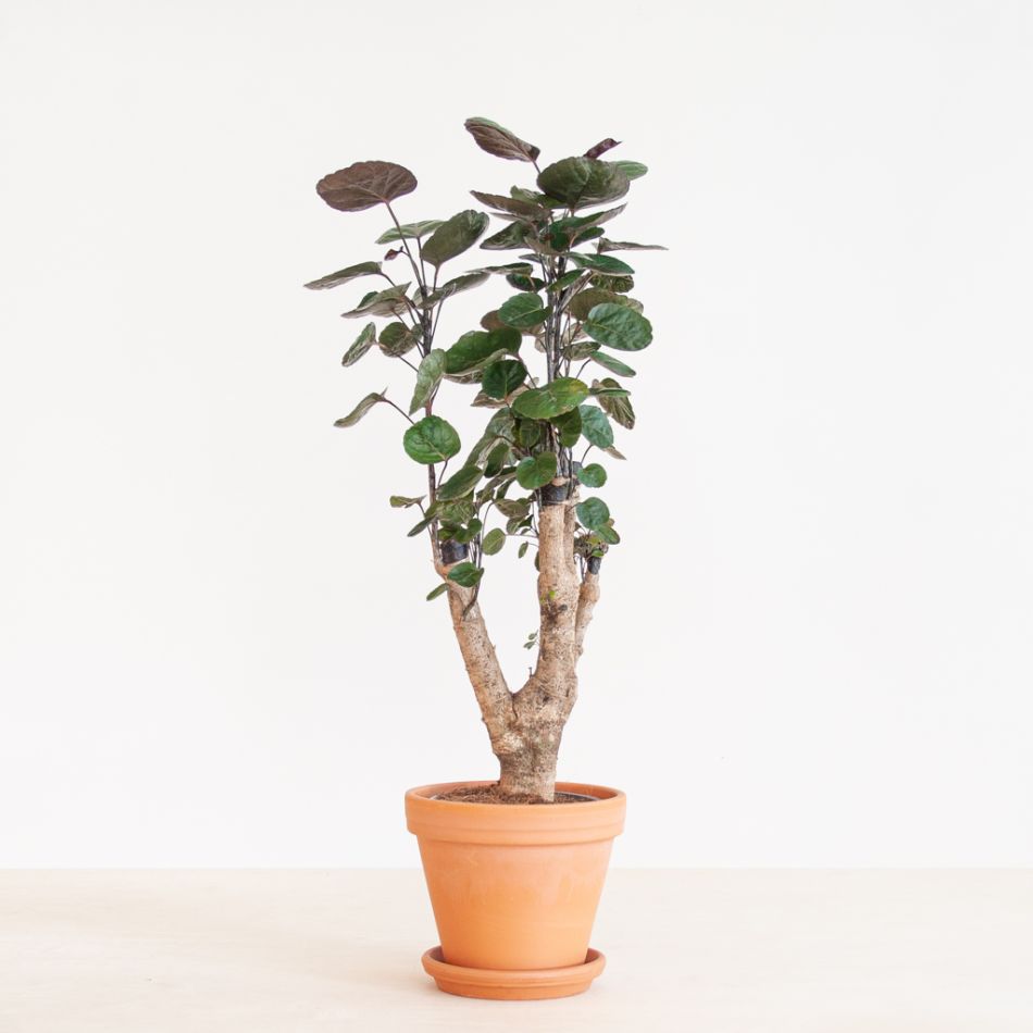 Polyscias Fabian - Aralia - P17