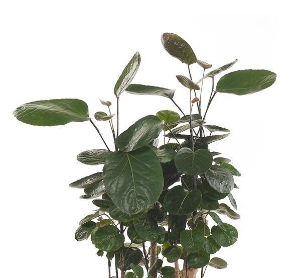 Polyscias Fabian blad