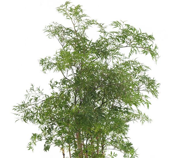 Polyscias Ming blad