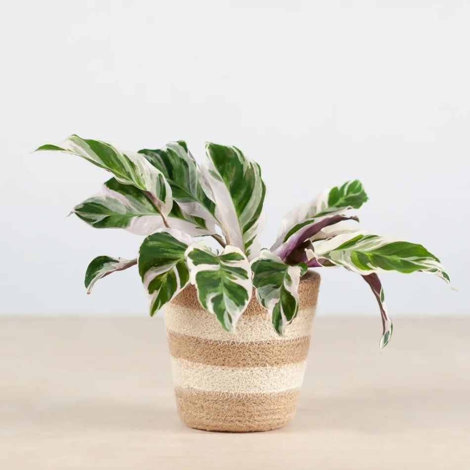 porto terima kasih plantenpot