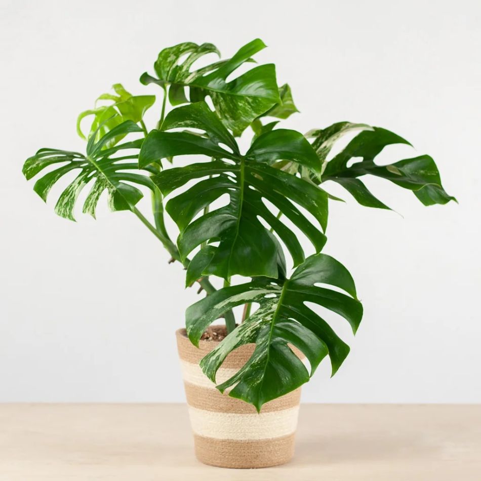 porto jute mand