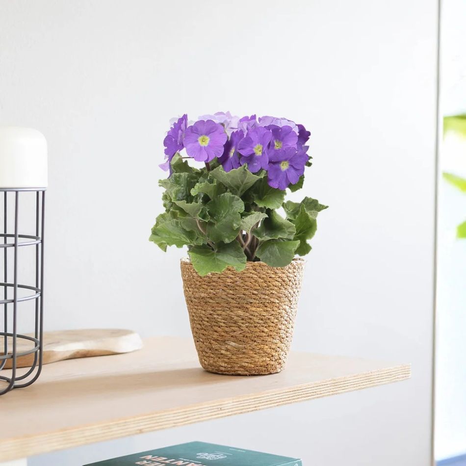 primula paars