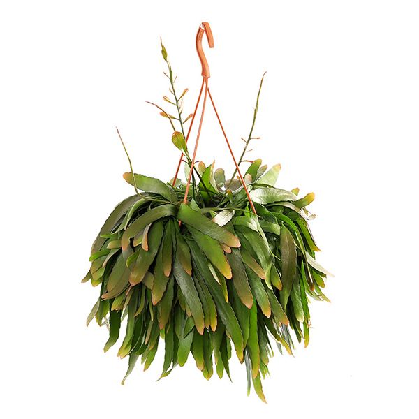Rhipsalis ramulosa