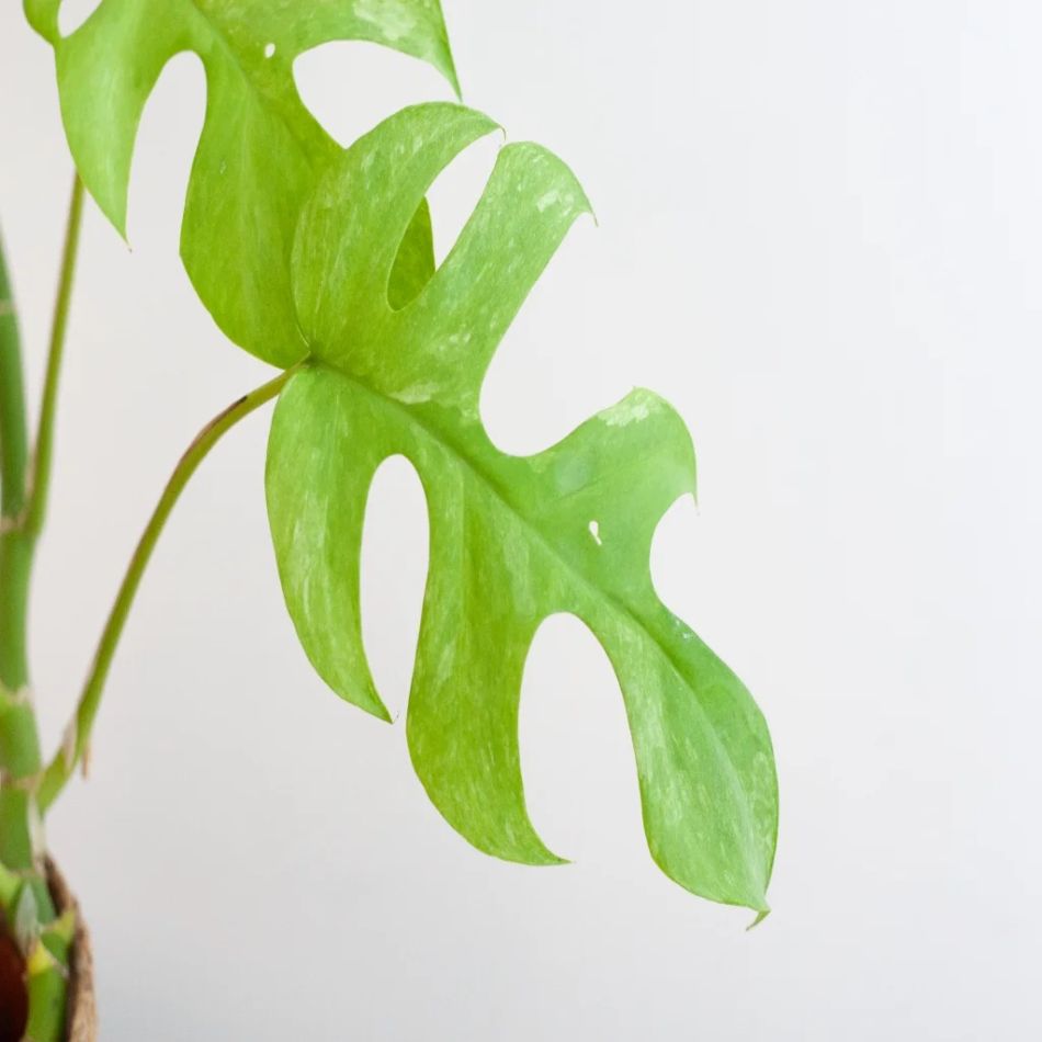 Rhaphidophora Tetrasperma Variegata