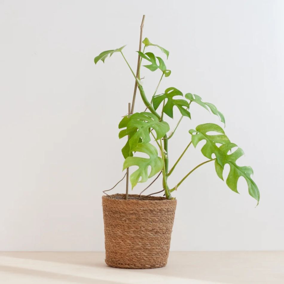 Rhaphidophora Tetrasperma Variegata