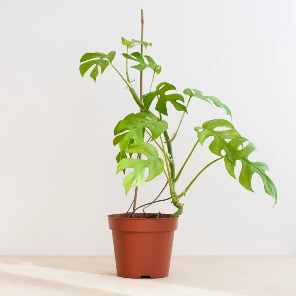 Rhaphidophora Tetrasperma Variegata