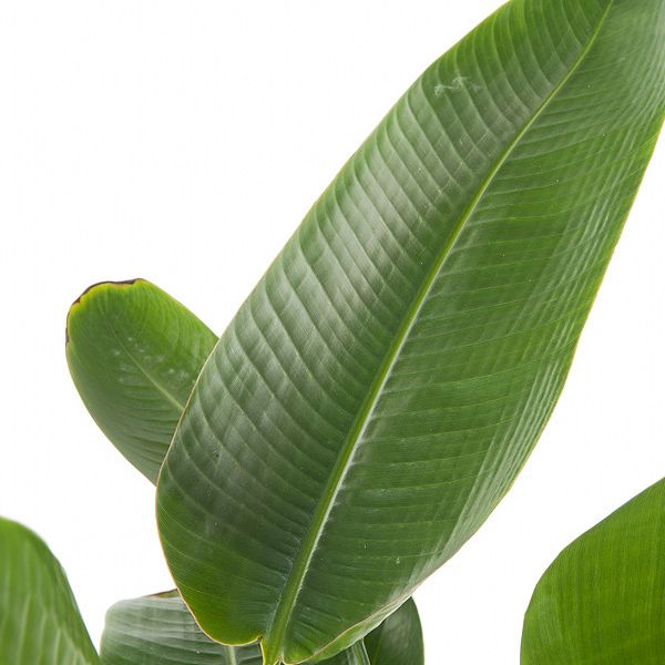 Ravenala MAdagascariensis