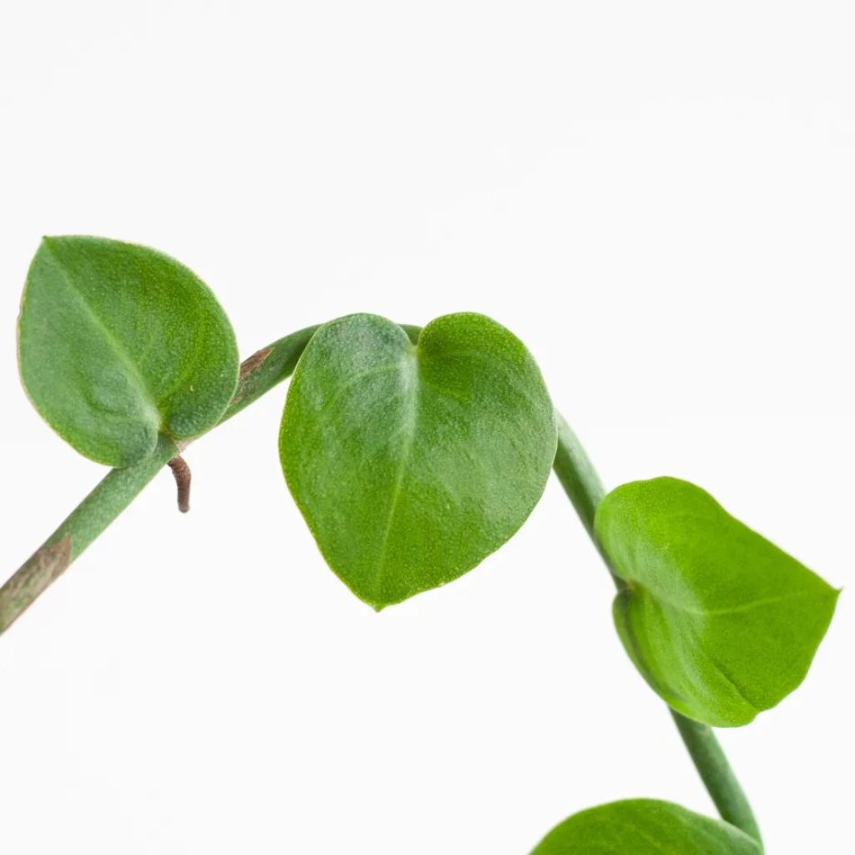 Rhaphidophora Hayi - P9