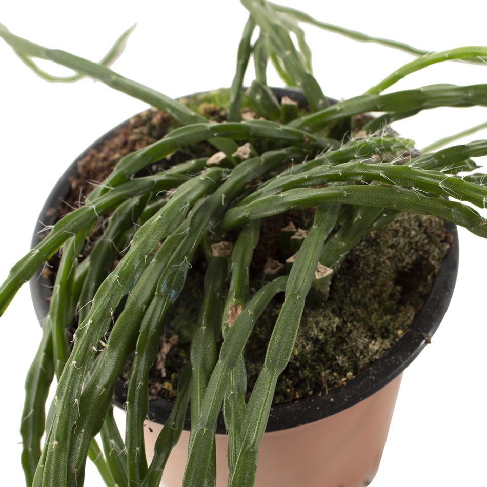 Rhipsalis paradoxa plant