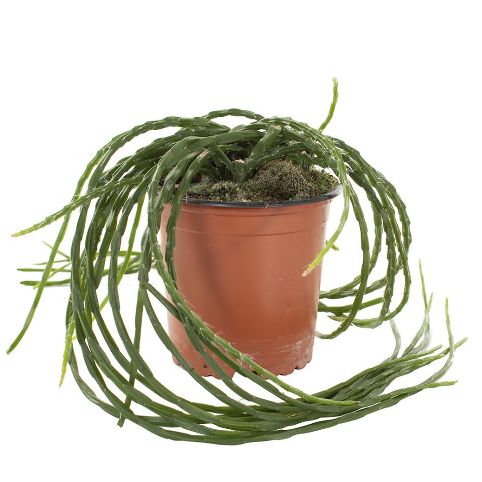 Rhipsalis Paradoxa