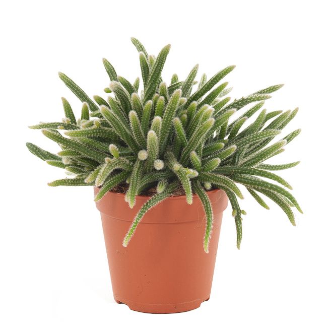 Rhipsalis Horrida