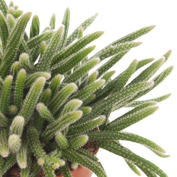 Rhipsalis horrida verzorging