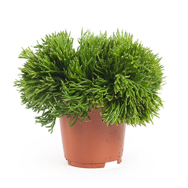 Rhipsalis Burchelli